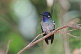 Violet-headed Hummingbird